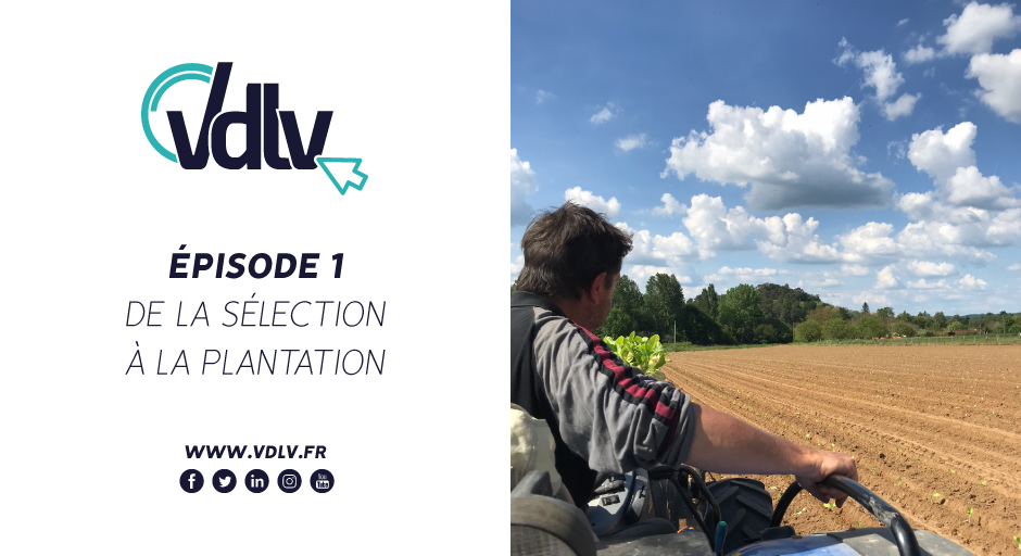 Episode 1 – Sélection et Plantation du tabac