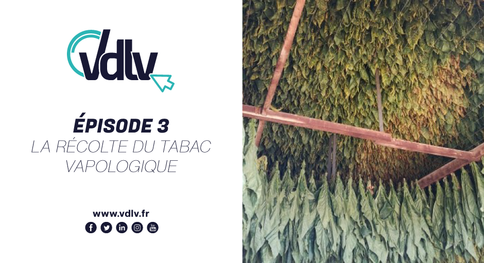 Episode 3 : La récolte du tabac vapologique