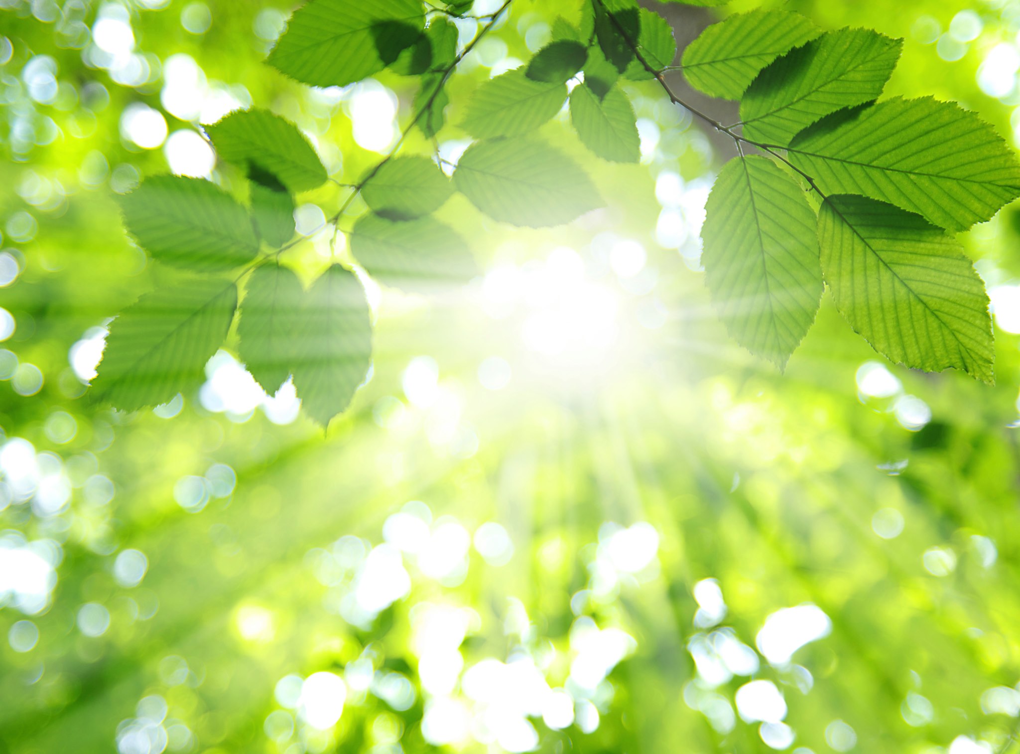 Immunrise biocontrol