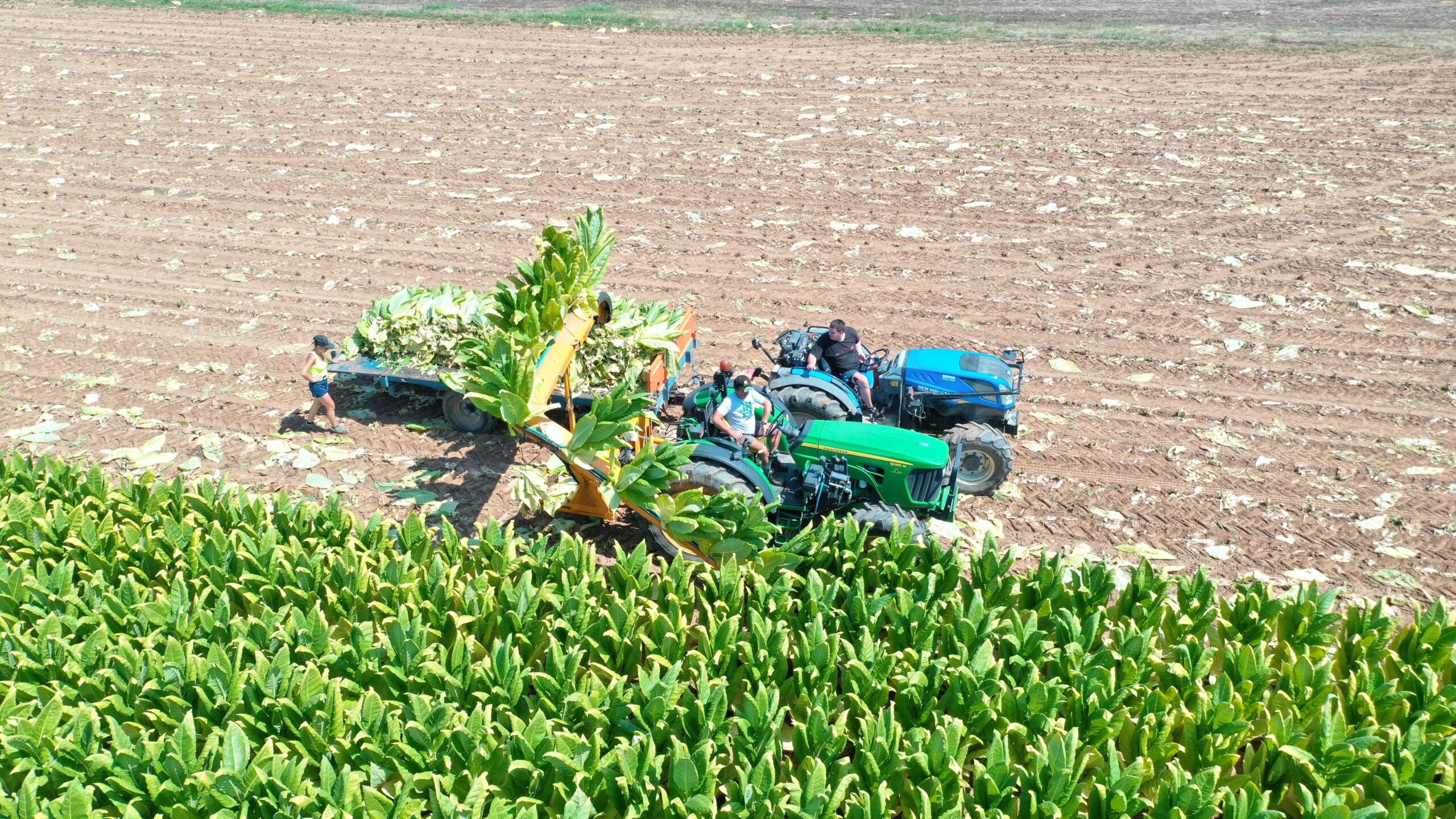 Récolte tabac