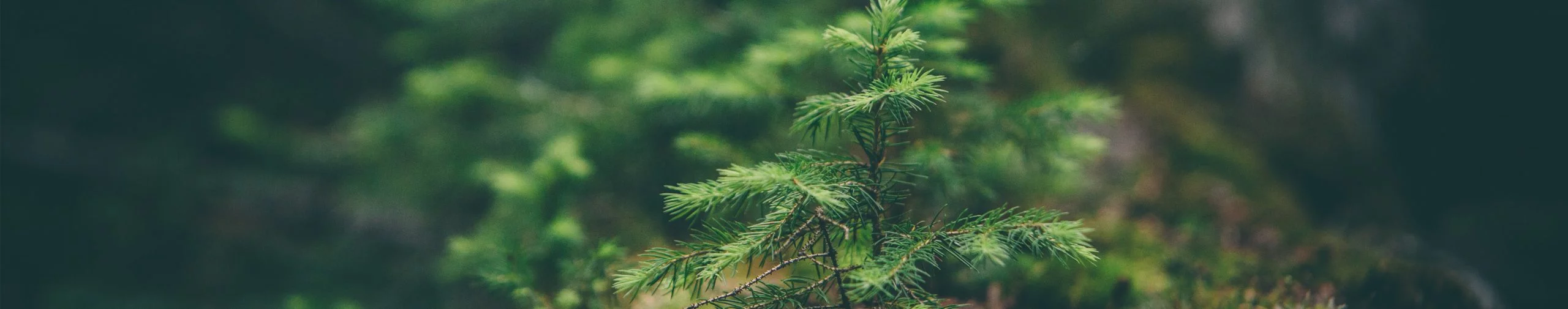 Gros plan sur des branches de pin vertes avec un feuillage forestier